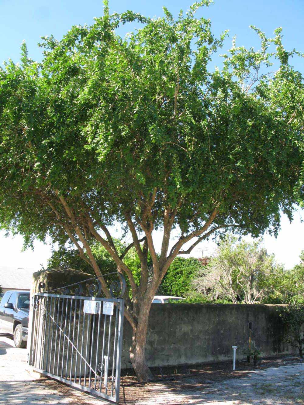            Habit (Winter Haven, FL)   